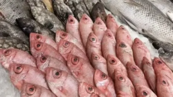 أسعار السمك في سوق العبور تستمر في الاستقرار وسط ثبات العرض والطلب