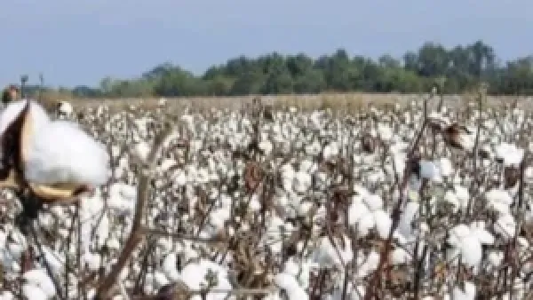 سعر قنطار القطن اليوم يشهد ارتفاعًا في المزادات الرسمية مع انطلاق موسم التداول الجديد