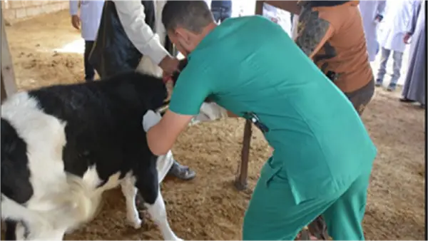 4500 وظيفة بالوزارة.. فتح باب تعيين الأطباء البيطريين عبر بوابة الوظائف الحكومية