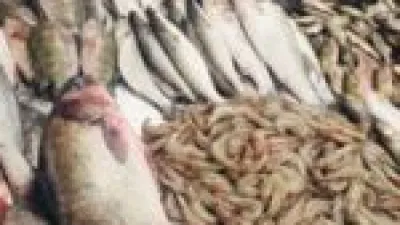 بفارق طفيف.. أسعار السمك بأسواق مطروح تسجل 160 جنيهًا لنوع البوري اليوم