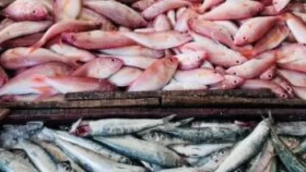 أسعار الأسماك تقفز في أسواق مطروح والوقار يسجل 400 جنيه.