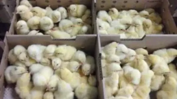 بورصة الدواجن اليوم: أسعار الكتاكيت والبط الصغير وتأثيرها على سوق التربية في 11 ديسمبر 2025