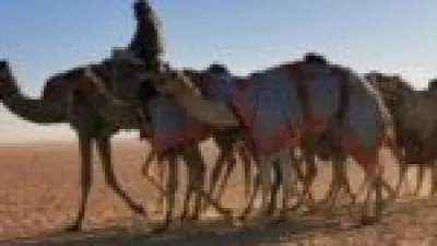 نتائج سباق سنّ الحقايق تبرز تفوق الهجن في ميدان نجران