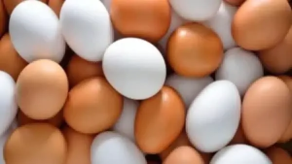 سعر البيض في الأسواق يتراجع اليوم الثلاثاء 2 ديسمبر 2025 مع تأثير واضح على تكلفة الطبق اليومي