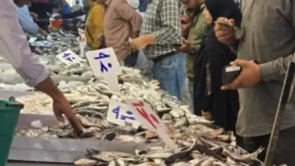 أسعار الأسماك في مطروح اليوم الخميس: التونة تتصدر بـ180 جنيهًا للكيلو