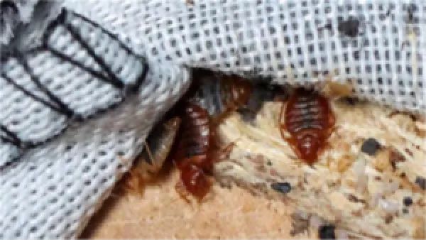 بأوراق اللافندر.. طريقة سحرية للتخلص من بق الفراش في منزلك ليلاً