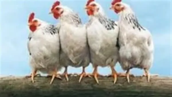 أسعار الفراخ البيضاء تستقر في بورصة الدواجن المصرية بعد تراجع متواصل