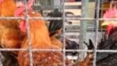 انخفاض ملحوظ في أسعار الدواجن البلدي والبيضاء بمحلات الأقصر وتأثيره على المستهلكين