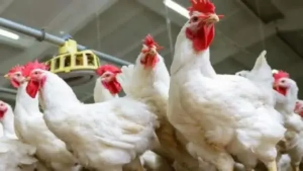 أسعار الفراخ البيضاء والساسو تتراجع في الأسواق الجمعة 19 ديسمبر 2025 وتحقيق استقرار ملاحَظ في العرض والطلب