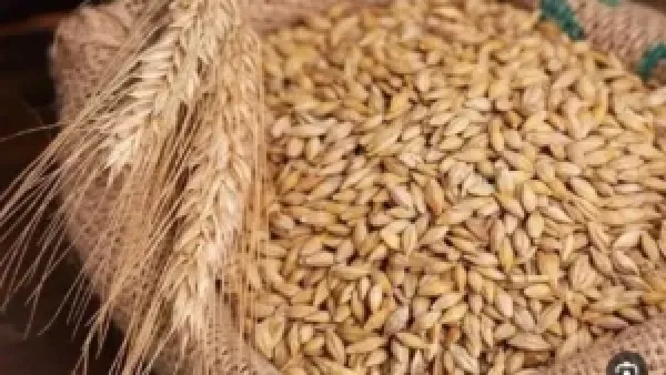 سعر طن الأرز الشعير يتراجع في الأسواق الأحد 14 ديسمبر 2025 ويؤثر على تكلفة الإنتاج الزراعي