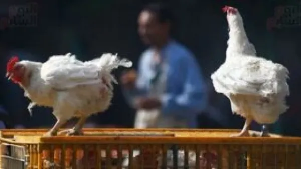 أسعار الفراخ والسمك في سوهاج اليوم: كيلو الفراخ بـ72 جنيه والسمك يصل إلى 95 جنيهًا