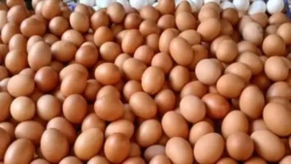 أسعار البيض في مزارع وأسواق كفر الشيخ تتراجع وسط تقلبات الطلب اليوم السبت 13 ديسمبر 2025