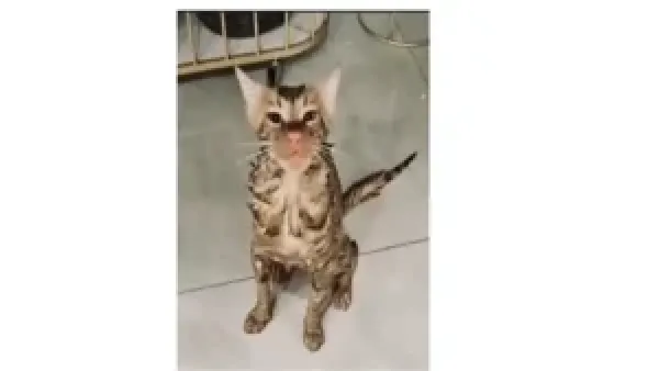 نجاة قطة من غسالة تسلط الضوء على أهمية الوعي في تربية الحيوانات الأليفة