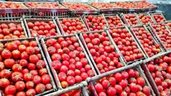 الطماطم بـ 5 جنيهات.. تحديث أسعار الخضروات اليوم في أسواق الأقصر