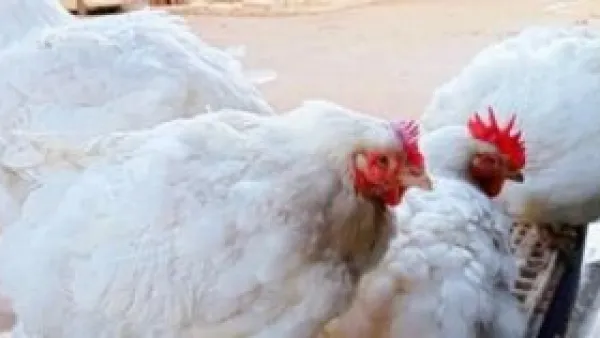 لأهالي سوهاج.. أسعار اللحوم والدواجن تستقر وتمنح ميزانية الأسرة هدنة