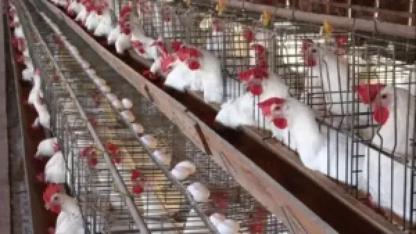 أسعار الفراخ البيضاء في بورصة الدواجن اليوم الأربعاء 17 ديسمبر 2025 وتيار العرض والطلب المؤثر عليها