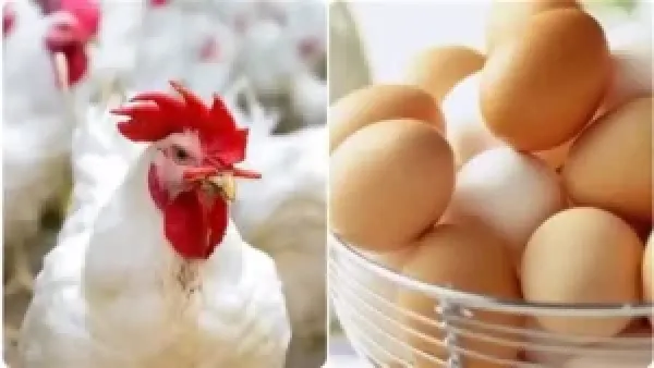 أسعار الدواجن والبيض ترتفع في الأسواق اليوم وتأثيرها على مستهلكي اللحوم البيضاء