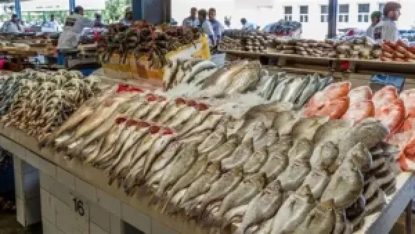 تباين في سعر السمك بسوق العبور: انخفاض الكابوريا مقابل ارتفاع البلطي والمكرونة