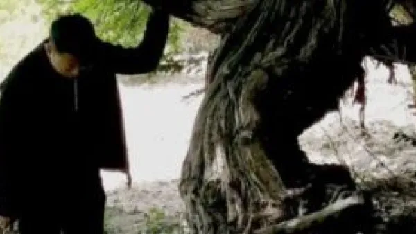 بعد 416 عاماً.. أقدم شجرة عنب في العالم ما زالت تثمر بجبال التبت