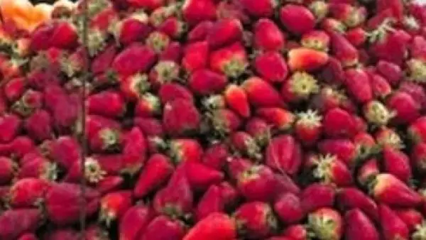 تراجع أسعار الفراولة.. قائمة أسعار الفاكهة في أسواق القليوبية ليوم الأربعاء بمناسبة نهاية 2025