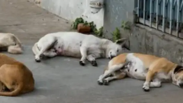 نصائح طبية عاجلة.. إرشادات التعامل مع عضة الكلب خلال الساعات الأولى لتجنب المخاطر