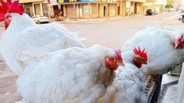 تحديث جديد.. أسعار الدواجن اليوم في مطروح وسعر الكيلو يسجل مستويات متغيرة
