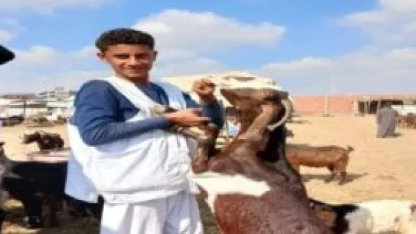 أسعار الماعز تشعل المنافسة في سوق الشرقية.. والتجار يكشفون سر الإقبال على "الوزن الخفيف"