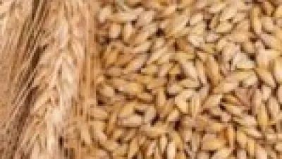 سعر طن الأرز الشعير اليوم الأحد 21 ديسمبر 2025 يعكس تحولات السوق وتأثيرها على المستهلكين