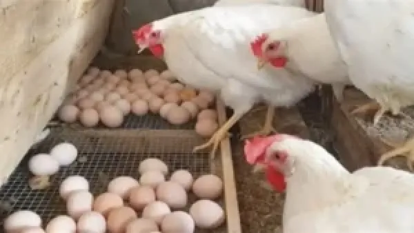 أسعار الدواجن في بورصة الفراخ البيضاء اليوم: تحديث شامل لتقلبات السوق المصرية