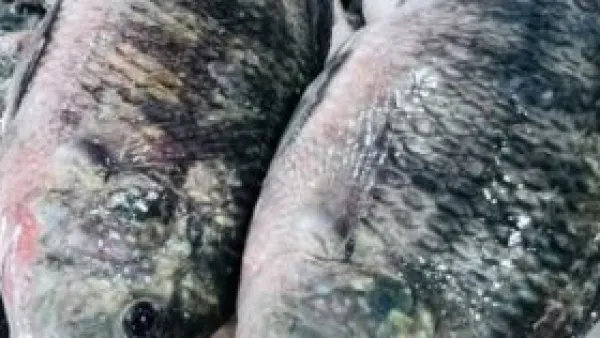 أسعار البلطي وأسواق الأسماك في كفر الشيخ السبت 20 ديسمبر 2025: تحديث مفصل للمستهلكين