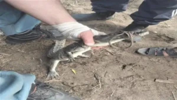 تمساح الزوامل بالشرقية يقضي على حالة الذعر بعد أسبوع من البحث والقبض عليه