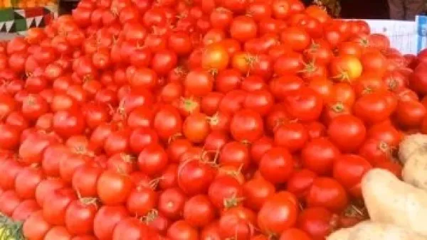 قفزة مفاجئة في سعر الطماطم بالمنوفية.. الكيلو يتخطى حاجز الـ10 جنيهات بالأسواق
