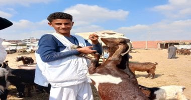 أسعار الماعز تشعل المنافسة في سوق الشرقية.. والتجار يكشفون سر الإقبال على “الوزن الخفيف”