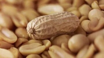 متى يتحول الفول السوداني من غذاء صحي إلى خطر يهدد