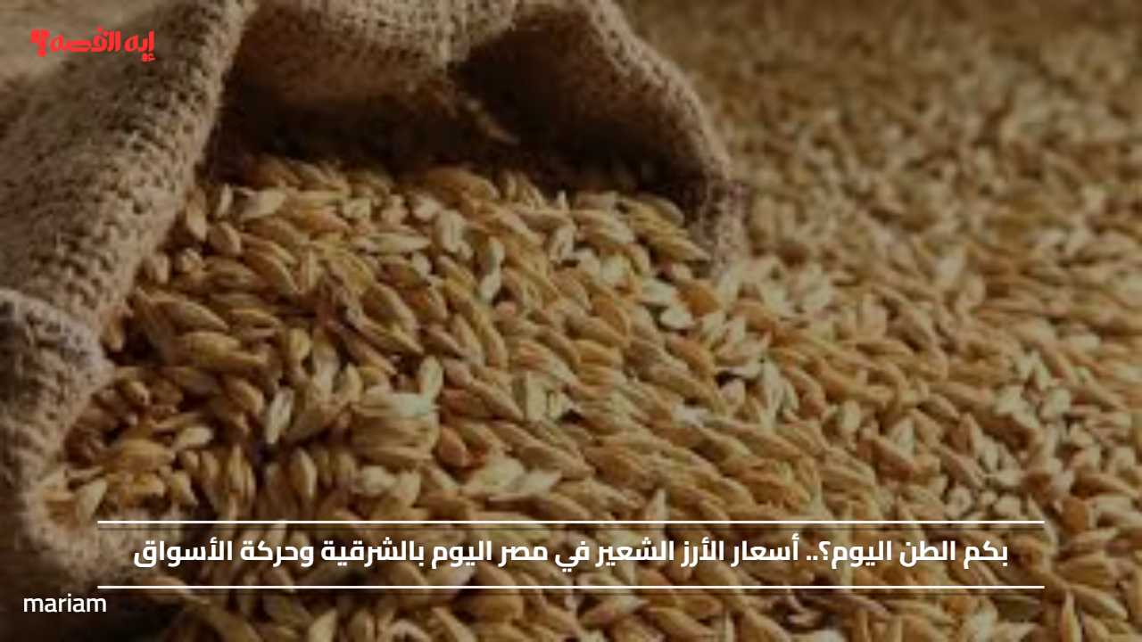 بكم الطن اليوم؟.. أسعار الأرز الشعير في مصر اليوم بالشرقية وحركة الأسواق