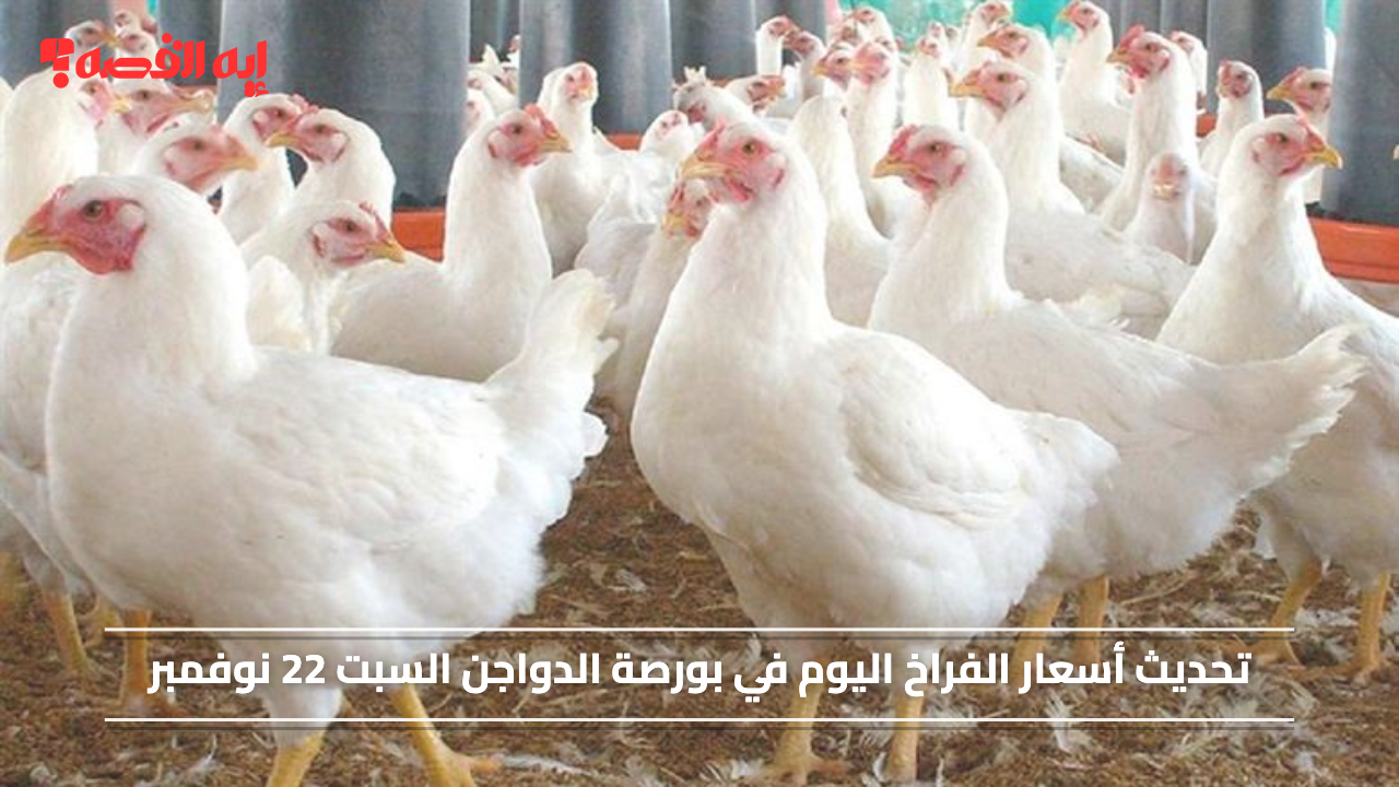 تحديث أسعار الفراخ اليوم في بورصة الدواجن السبت 22 نوفمبر 2025 بجميع أنواعها للمستهلكين