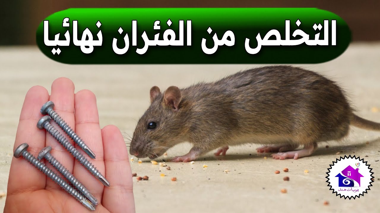 مش هيقربوا تاني.. اعرف أزاي تطرد الفئران من بيتك بوصفة مش هتتخيلها وموجودة جوا بيتك أو أقرب عطار