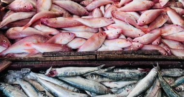 أسعار الأسماك تقفز في أسواق مطروح والوقار يسجل 400 جنيه.