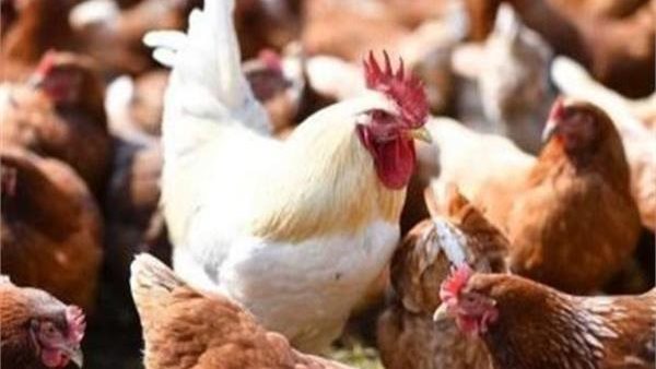 أسعار الدواجن والبيض تنخفض اليوم الجمعة 21-11-2025 بسبب تراجع الطلب في الأسواق