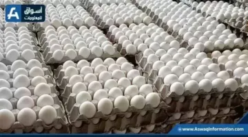 ارتفاع أسعار البيض في المزرعة اليوم الإثنين تعرف على السعر.webp