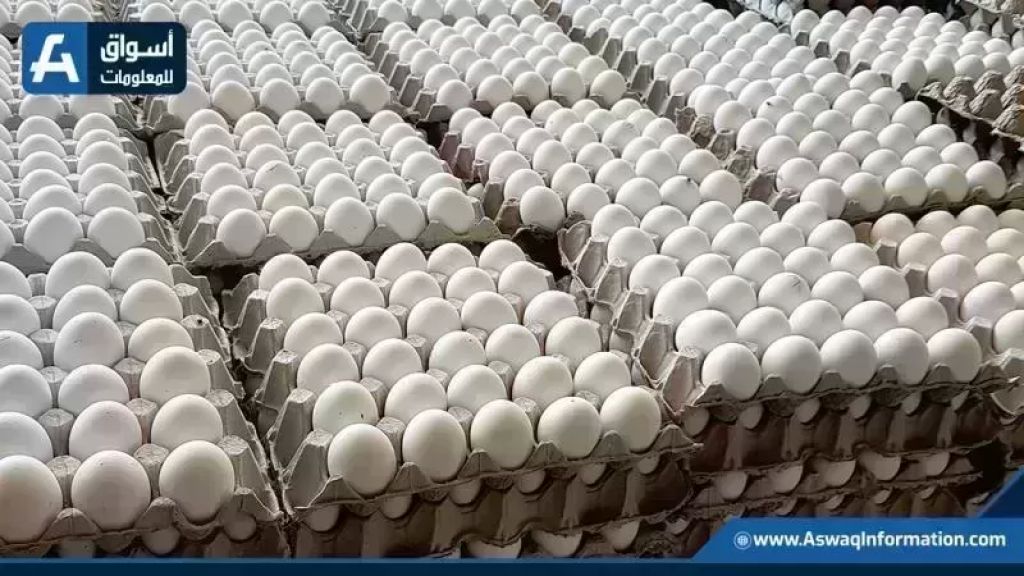 ارتفاع أسعار البيض في المزرعة اليوم الإثنين.. تعرف على السعر الجديد