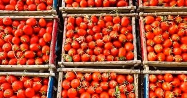 الطماطم تسجل تراجعًا كبيرًا.. قائمة أسعار الخضراوات والفاكهة الجديدة بأسواق كفر الشيخ