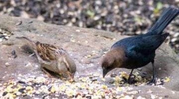 الطيور البرية تنقل فيروس الإنفلونزا عبر القارات وتشعل موجة تفشيه