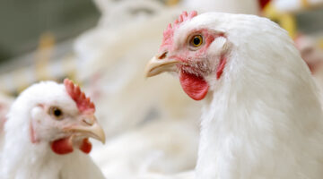 الفراخ البيضاء