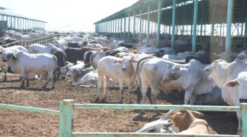 الفرصة الذهبية إنشاء مشروع زراعي حكومي برأس مال قليل في