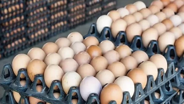 انخفاض سعر كرتونة البيض في الأسواق المصرية اليوم الجمعة 21 نوفمبر 2025