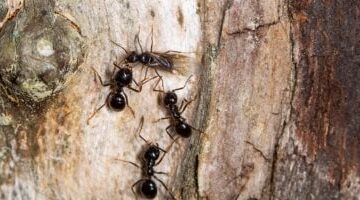 بذكاء فطري النمل يفرض التباعد الاجتماعي لحماية مستعمراته من تفشي