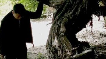 بعد 416 عاماً أقدم شجرة عنب في العالم ما زالت