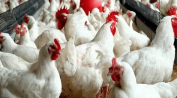 بورصة الدواجن اليوم أسعار الفراخ البيضاء