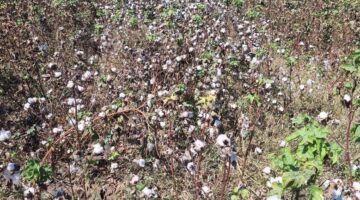 تغيرات سعر قنطار القطن في بحري وقبلي يوم الأربعاء 19 1 2025